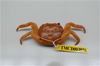 藏品(白紋方蟹)的圖片
